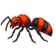Common Eastern Velvet Ant
