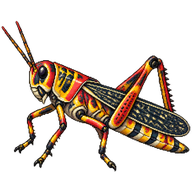 Painted Grasshopper