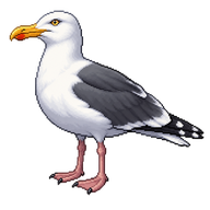 Western Gull