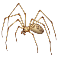 Cellar Spider