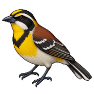 Puerto Rican Spindalis