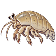 Pacific Sand Crab