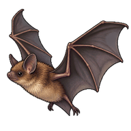 Little Brown Bat