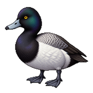 Lesser Scaup