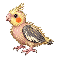 Cockatiel Hatchling