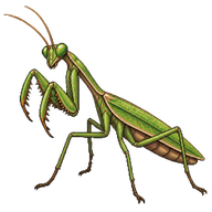 Arizona Mantis