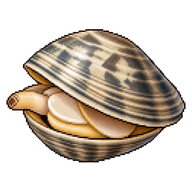 Manila Clam