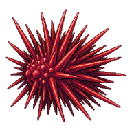Red Sea Urchin