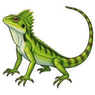 Green Crested Lizard