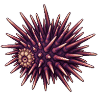 Edible Sea Urchin