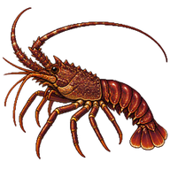 Japanese spiny lobster