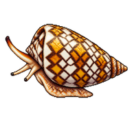 Cloth-Of-Gold Cone