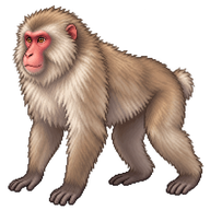 Japanese macaque
