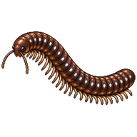 Blunt-tailed Snake Millipede