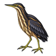 Black Bittern