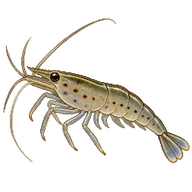 Amano shrimp