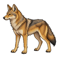Golden Jackal
