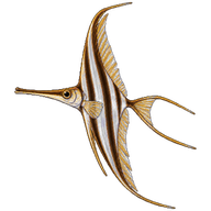 Razorfish