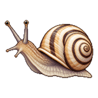Common White Snail