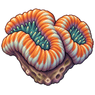 Brain Root Coral