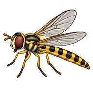 Long Hoverfly
