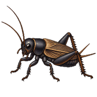 Field Cricket