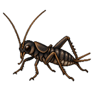 Field Cricket Nymph
