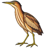 Yellow Bittern