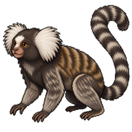White-tufted Marmoset