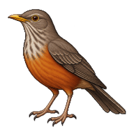 Rufous-bellied Thrush