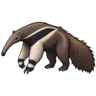 Giant Anteater