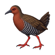 Red-legged Crake