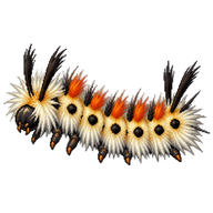 Spotted Tussock Moth Caterpillar