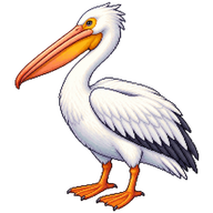 American White Pelican