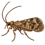 Mottled Sedge