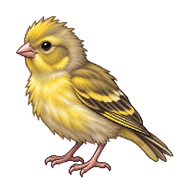 Atlantic Canary Fledgling