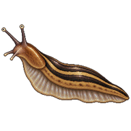 Slug
