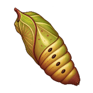Io Moth Chrysalis