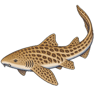 Zebra shark