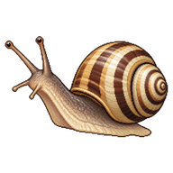 Banded Garden Snail