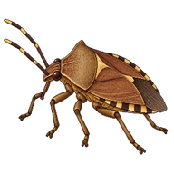 Brown Stink Bug