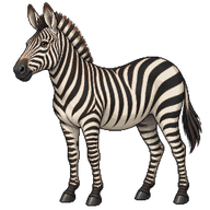 Mountain Zebra