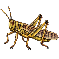 Migratory Locust