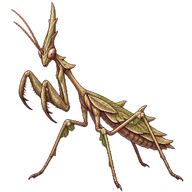 Conehead Mantis