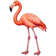 American Flamingo