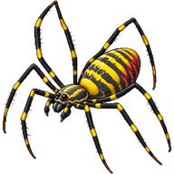 Joro Spider