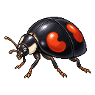 Kidney-spot Ladybird