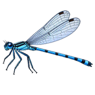 Blue Featherleg