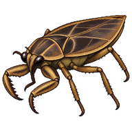 Oriental Giant Water Bug