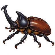 Eastern Rhinoceros Beetle
